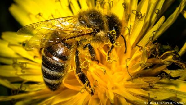 Los antibióticos pueden ser la salvación de las abejas sin aguijón
